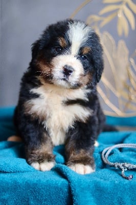 Les chiots de Bouvier Bernois