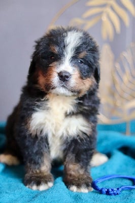 Les chiots de Bouvier Bernois