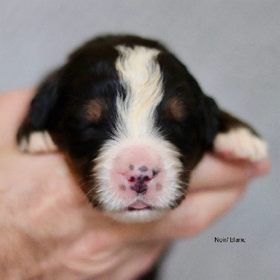 Les chiots de Bouvier Bernois