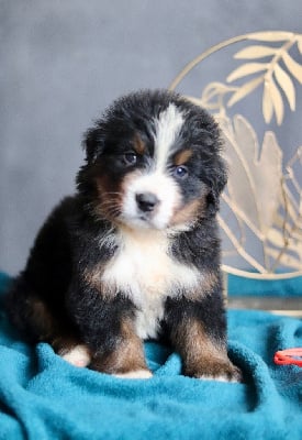 Les chiots de Bouvier Bernois