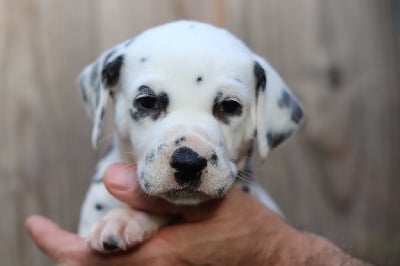 Les chiots de Dalmatien