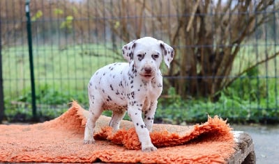 Les chiots de Dalmatien
