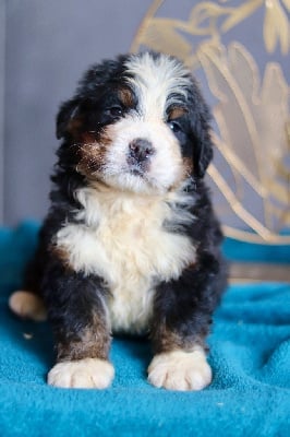 Les chiots de Bouvier Bernois