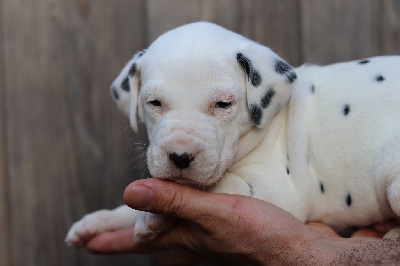 Les chiots de Dalmatien
