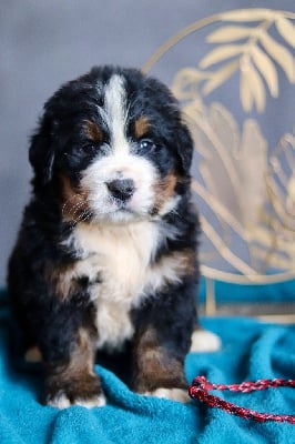 Les chiots de Bouvier Bernois