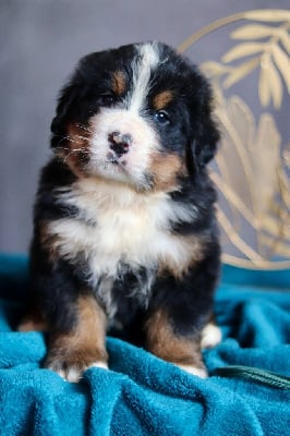 Les chiots de Bouvier Bernois