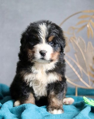 Les chiots de Bouvier Bernois