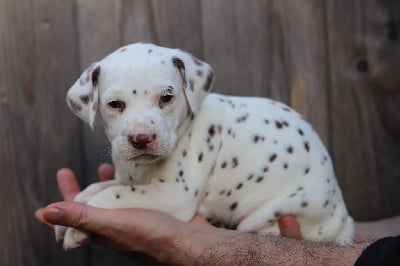 Les chiots de Dalmatien