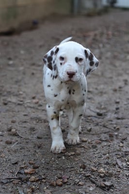 Les chiots de Dalmatien