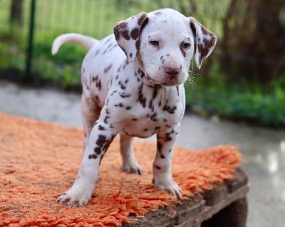 Les chiots de Dalmatien