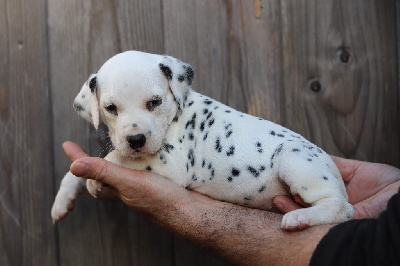 Les chiots de Dalmatien