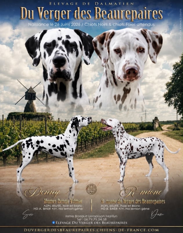 Dalmatien - Du Verger Des Beaurepaires