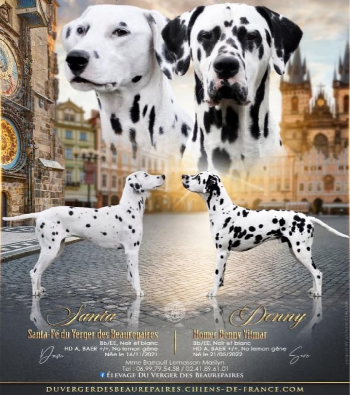 Dalmatien - Du Verger Des Beaurepaires