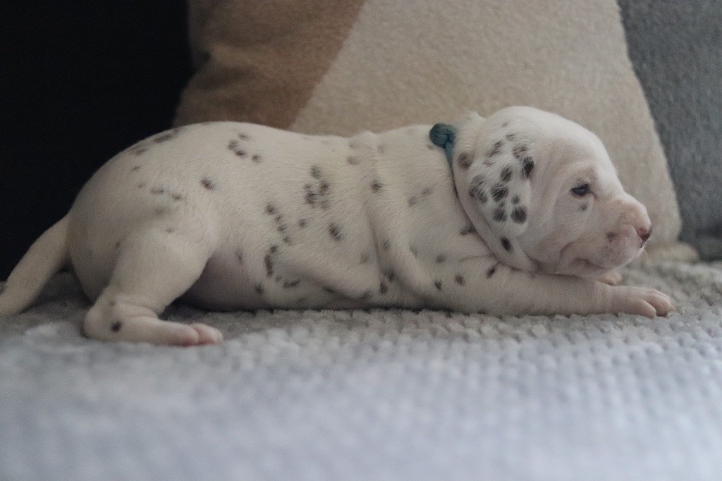 CHIOT FOIE bleu clair