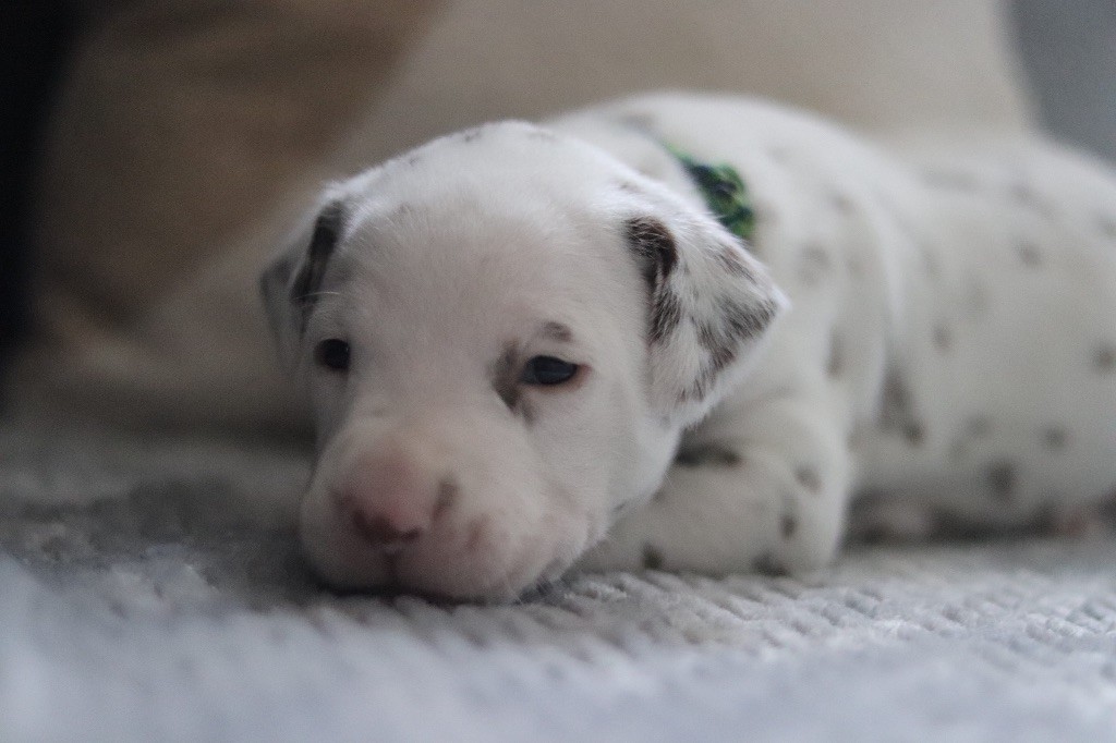 CHIOT FOIE vert/ bleu/ noir