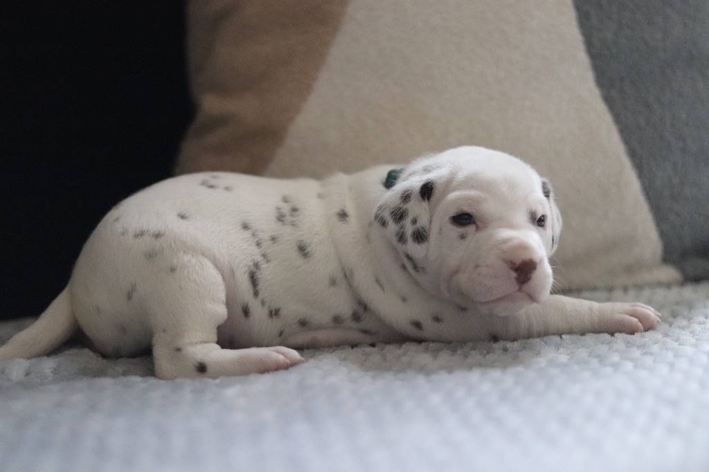 CHIOT FOIE vert/ bleu/ noir