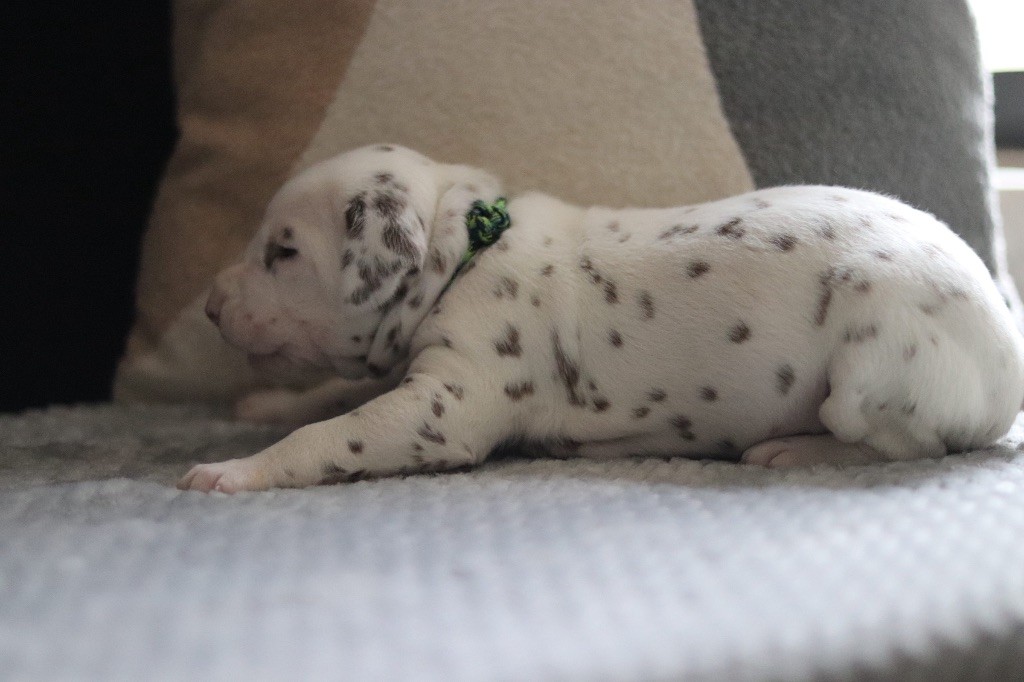 CHIOT FOIE vert/ bleu/ noir