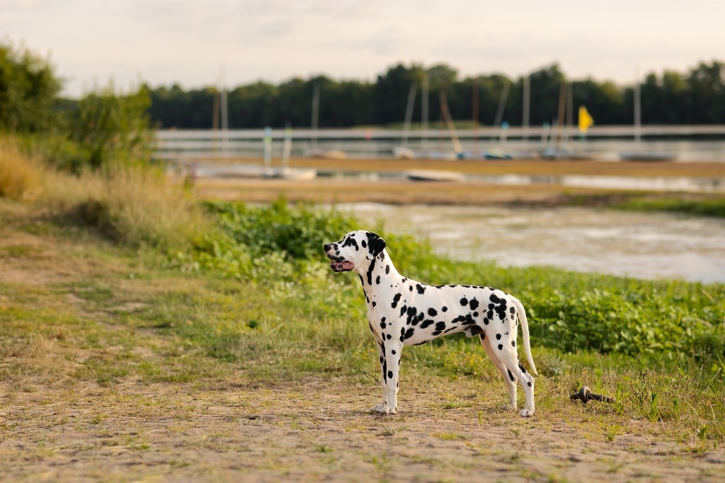 Homer denny vitmar - 2 éme Excellent classe Jeune Mâle