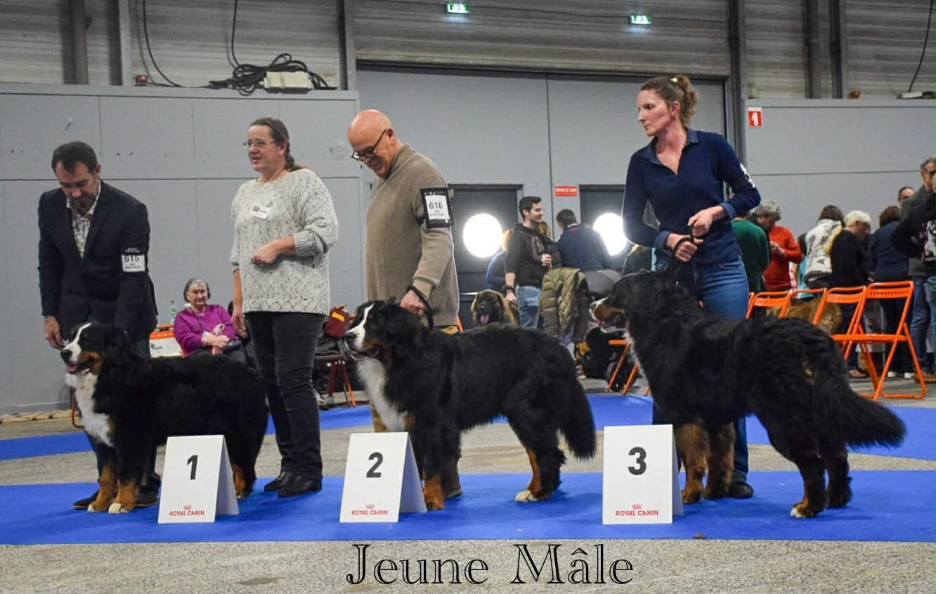 Auwen Du Verger Des Beaurepaires - 1 er Excellent - CACIB jeune