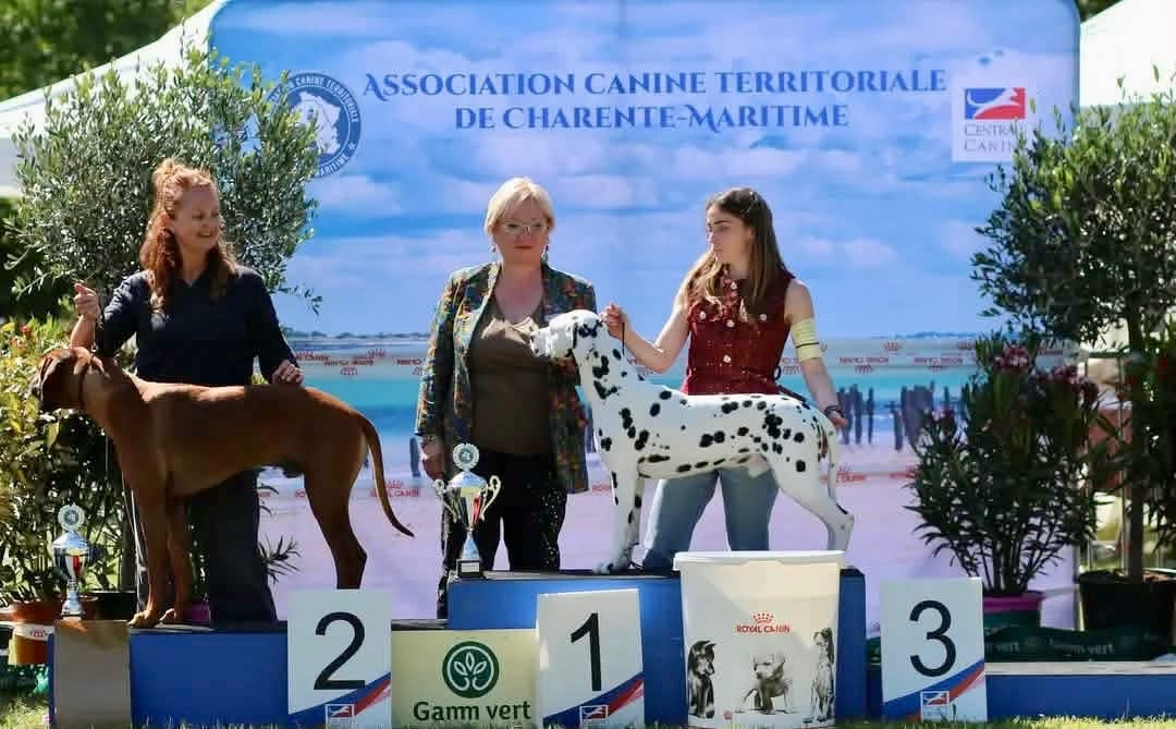 CH. After Magic Night Of A Majestic Spotted White - 1 er Excellent / meilleur sexe oppose/ BEST OF GROUP JEUNE