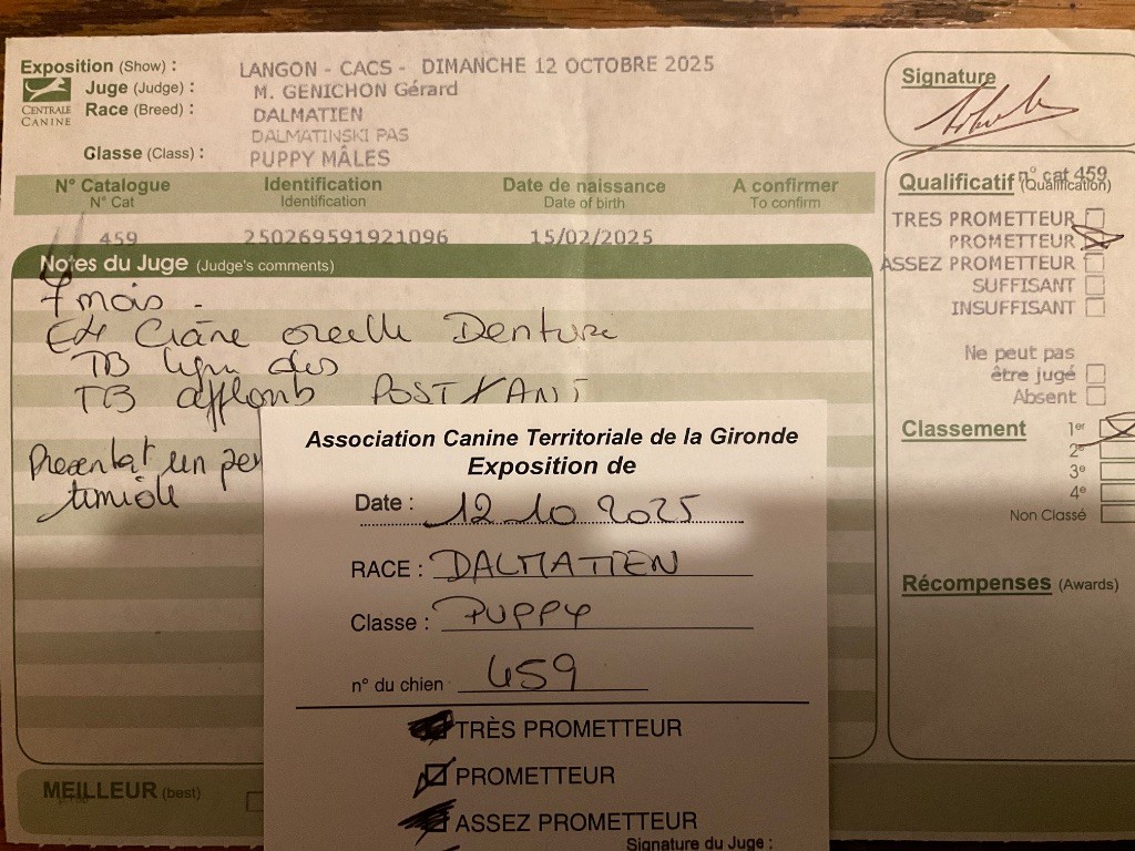 After magic night Of A Majestic Spotted White - 1 er Prometteur