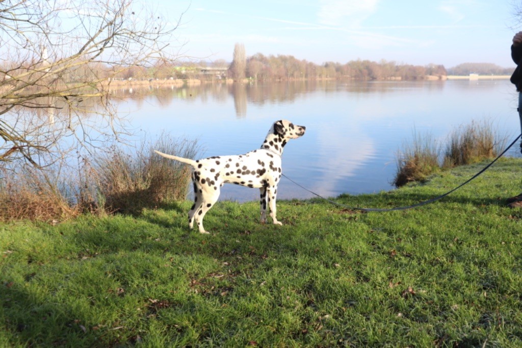 Homer denny vitmar - 1 er Excellent MEILLEUR JEUNE