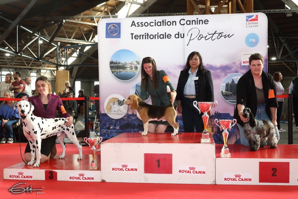 After magic night Of A Majestic Spotted White - BOB puppy et BIS 3 puppy