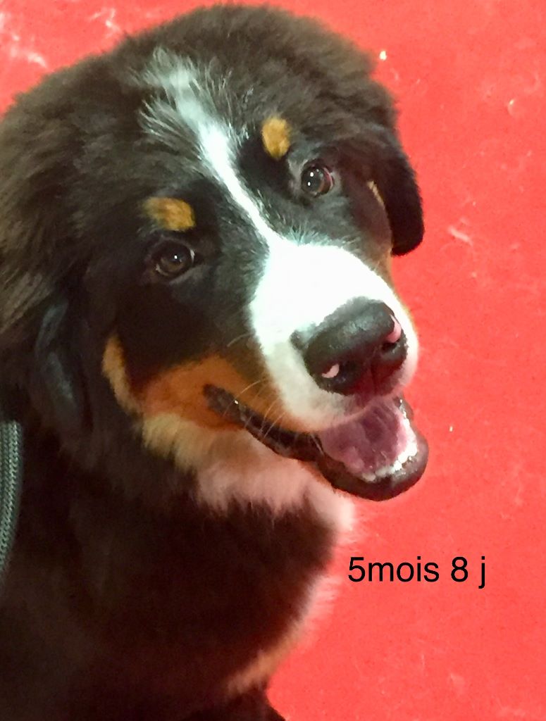 Spik van't maroyke - Trés Prometteur