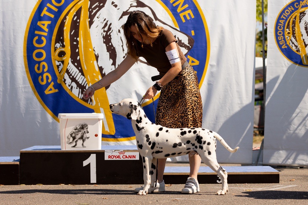 After magic night Of A Majestic Spotted White - Meilleur puppy