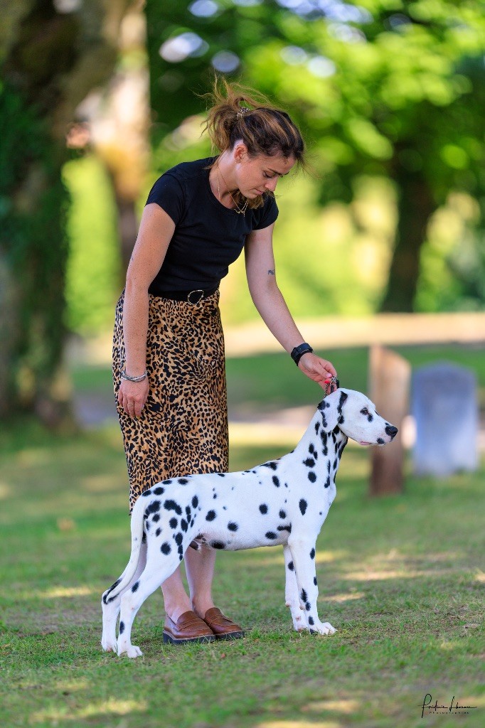 After magic night Of A Majestic Spotted White - Ne peut être jugé