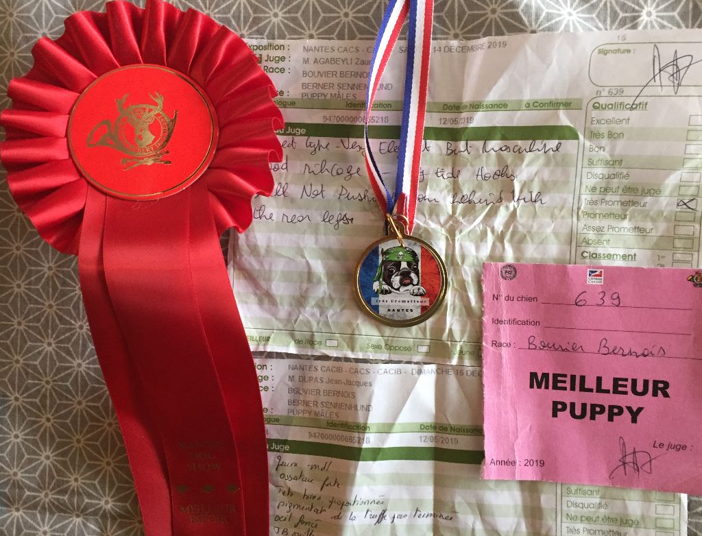 Spik van't maroyke - Très Prometteur Meilleur Puppy