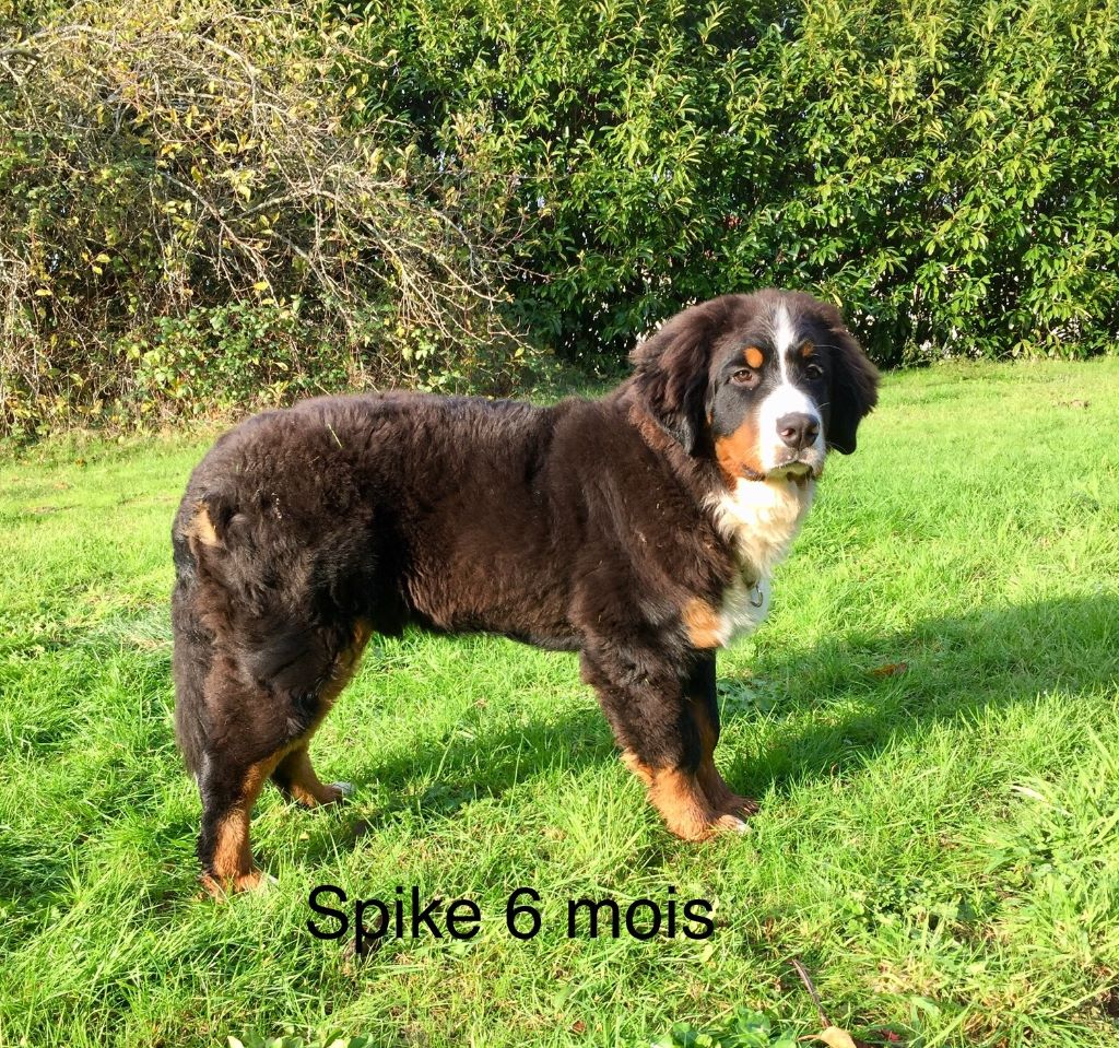 Spik van't maroyke - Très Prometteur