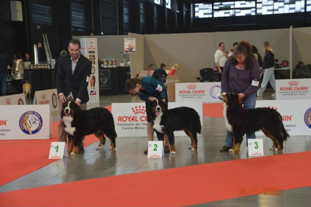 Auwen Du Verger Des Beaurepaires - 1 er Très prometteur Meilleur, meilleur Puppy