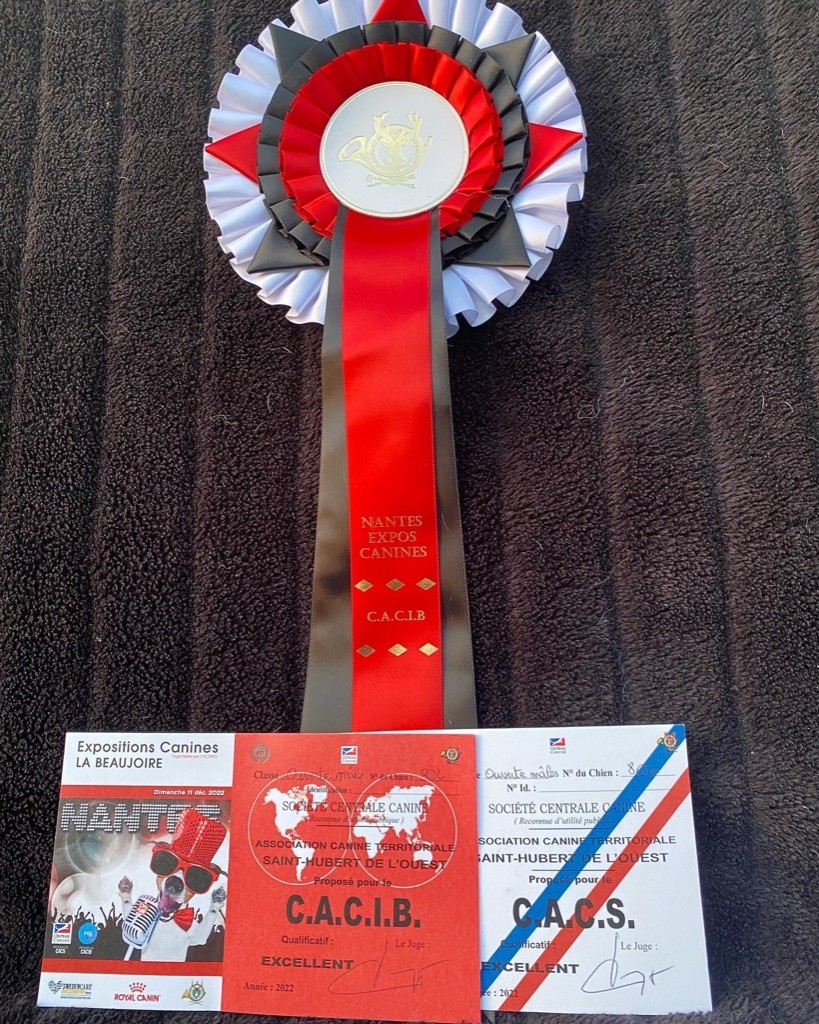 Rio Du Verger Des Beaurepaires - 1 ER EXCELLENT CACIB