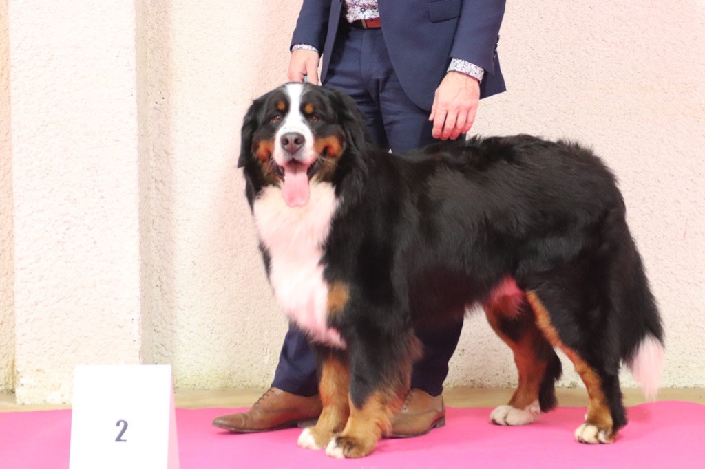 Rio Du Verger Des Beaurepaires - 2 éme Excellent classe jeune