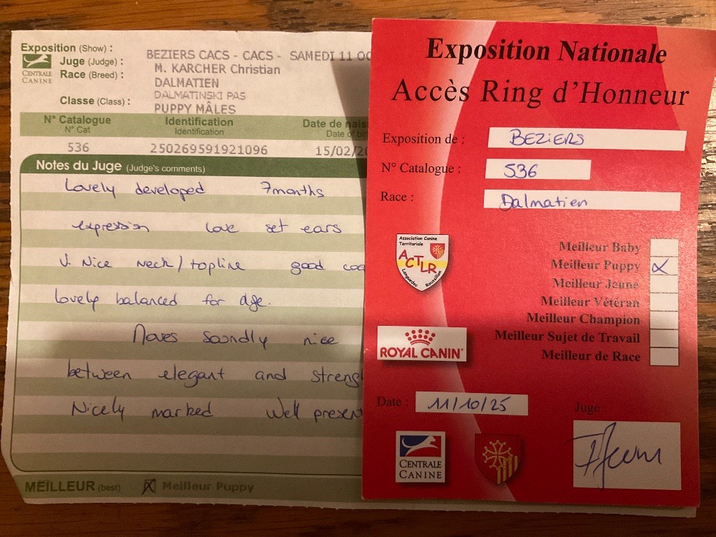 After magic night Of A Majestic Spotted White - 1er très prometteur / BOB puppy