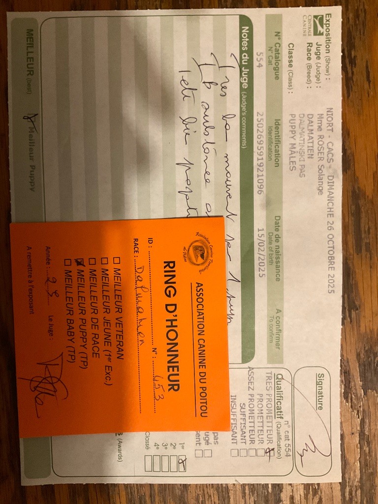 After magic night Of A Majestic Spotted White - 1 er très prometteur BOB puppy