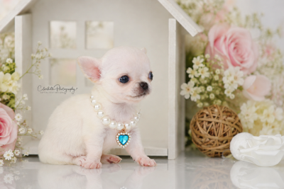 Les chiots de Chihuahua