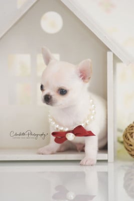Les chiots de Chihuahua