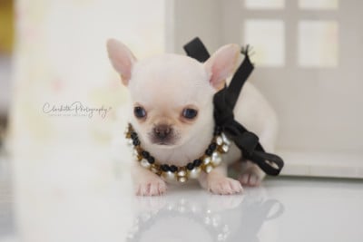 Les chiots de Chihuahua