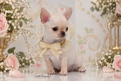 Les chiots de Chihuahua