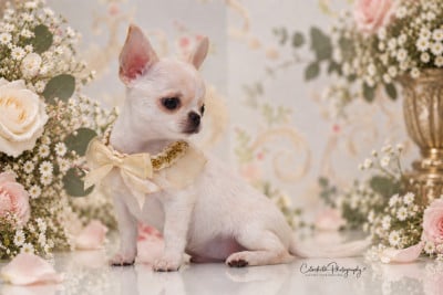 Les chiots de Chihuahua