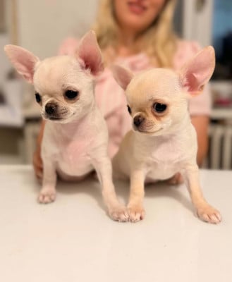 Les chiots de Chihuahua