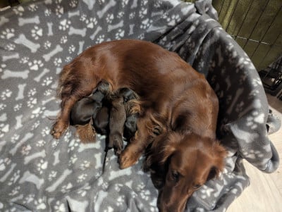Les chiots de Teckel poil long