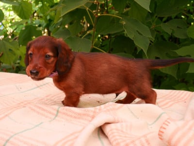 Les chiots de Teckel poil long