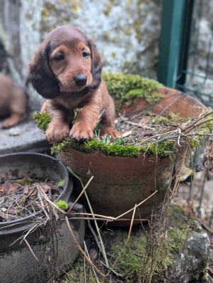 Les chiots de Teckel poil long