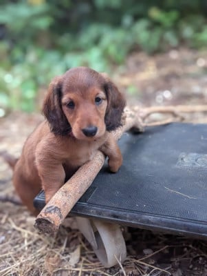 Les chiots de Teckel poil long