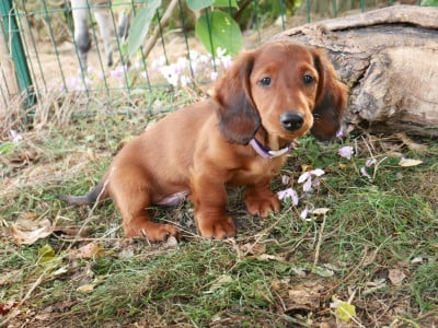 Les chiots de Teckel poil long