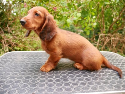 Les chiots de Teckel poil long