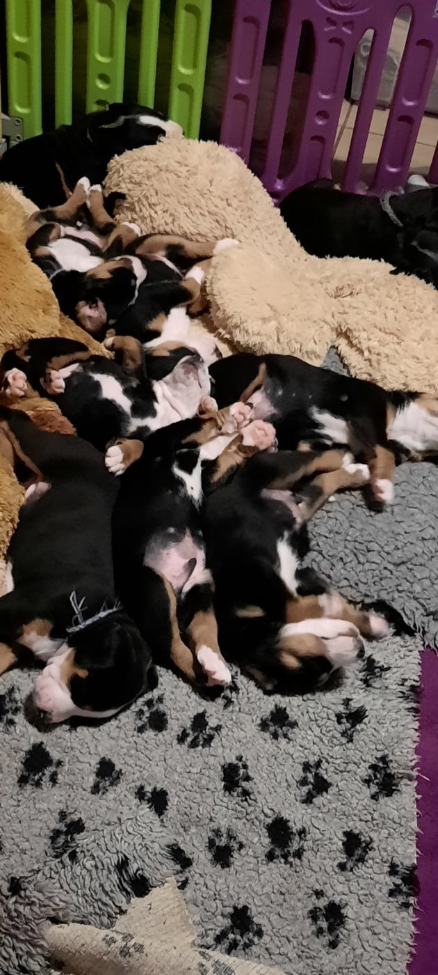 Grand bouvier suisse - Yggdrasil Of Nephtys